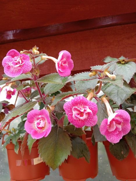  - RFs Roberto Rainbow Dream