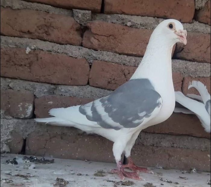  - Nu îmi aparțin 10