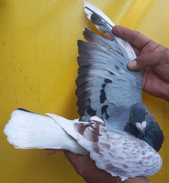  - Nu îmi aparțin 10