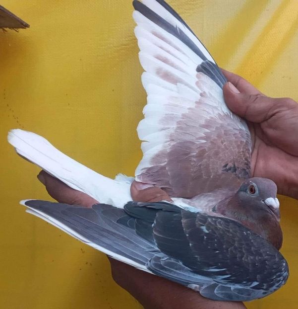  - Nu îmi aparțin 10