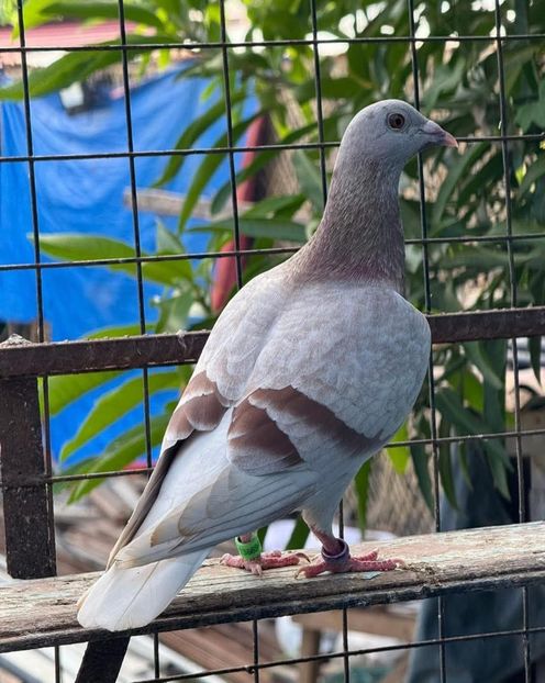  - Nu îmi aparțin 10