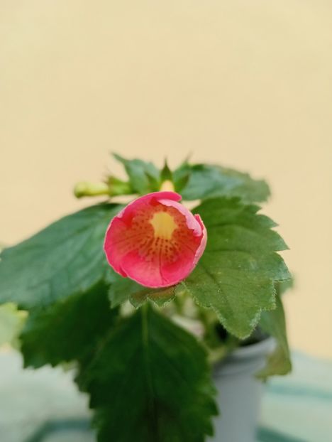 Icy Melon - - - - 2025