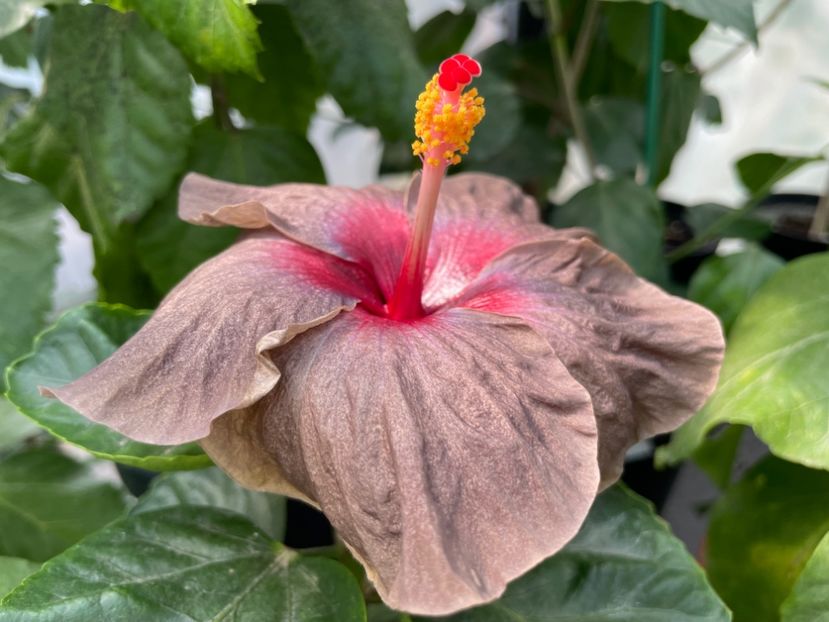  - Teng s black phantom