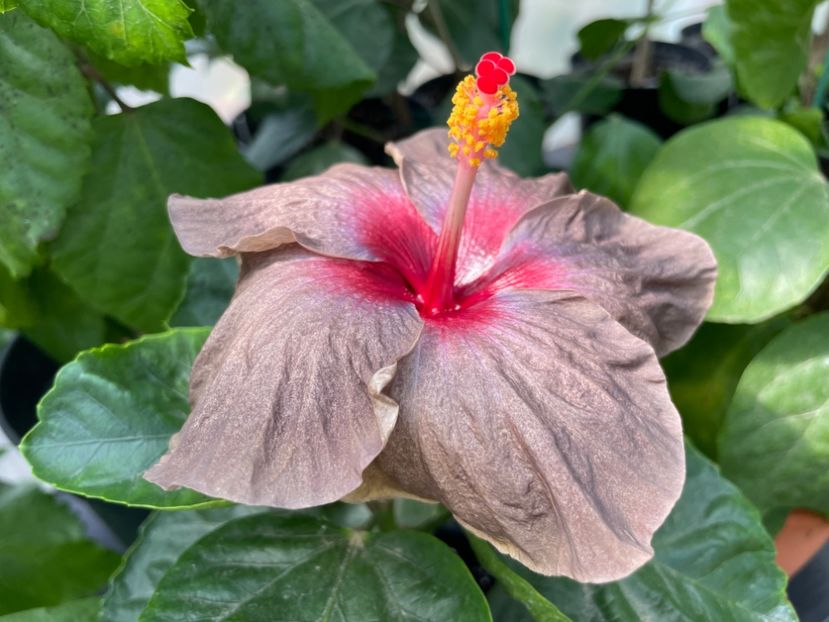  - Teng s black phantom