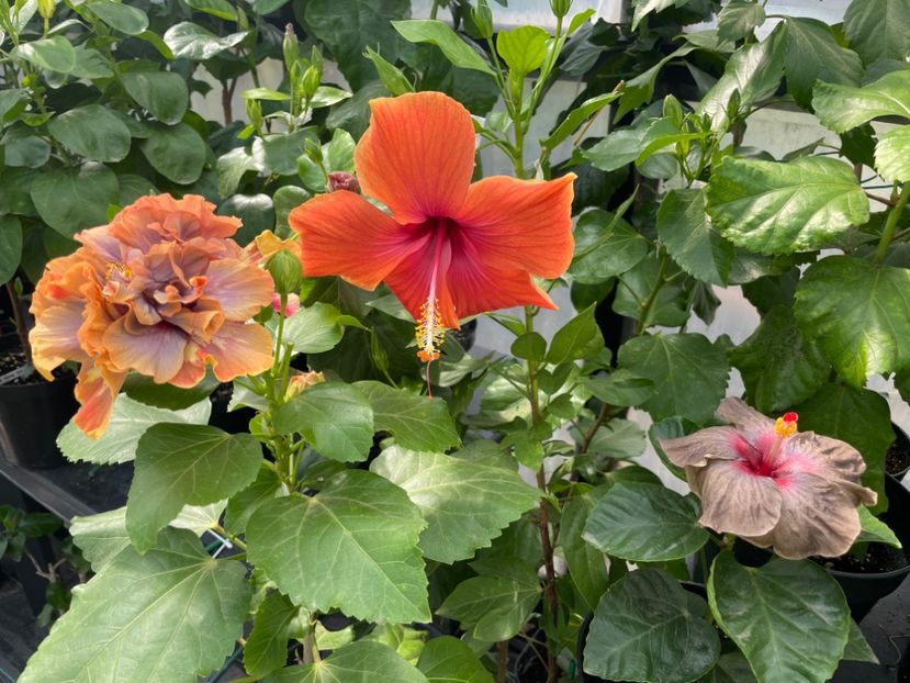  - Teng s black phantom