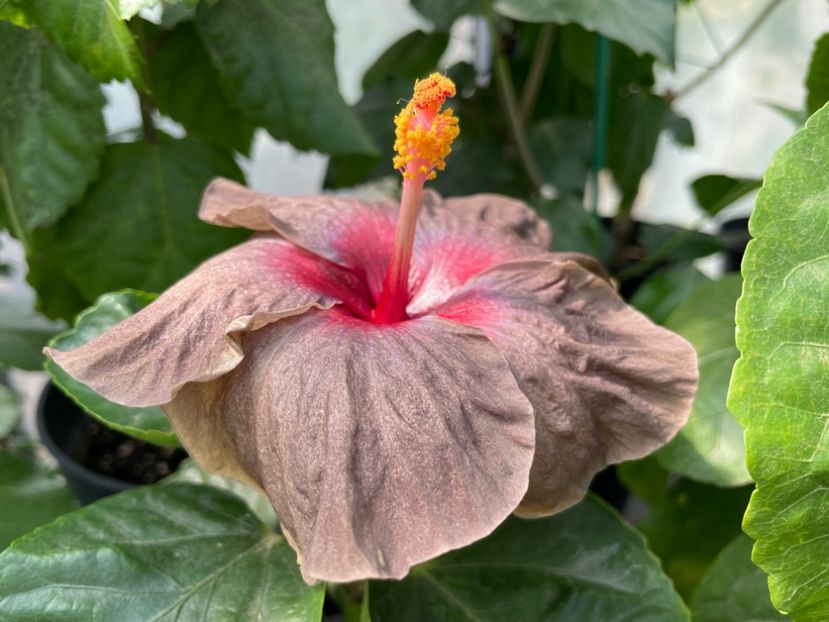  - Teng s black phantom