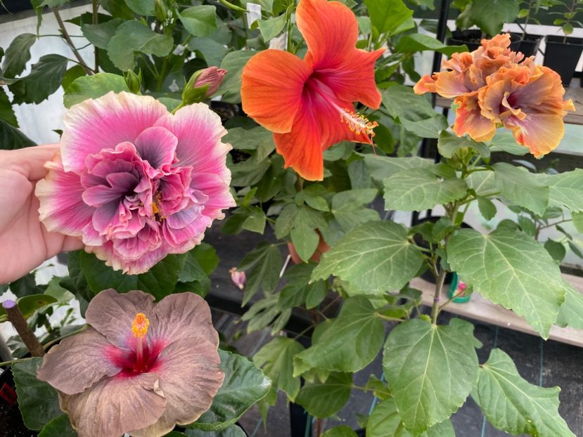  - Teng s black phantom