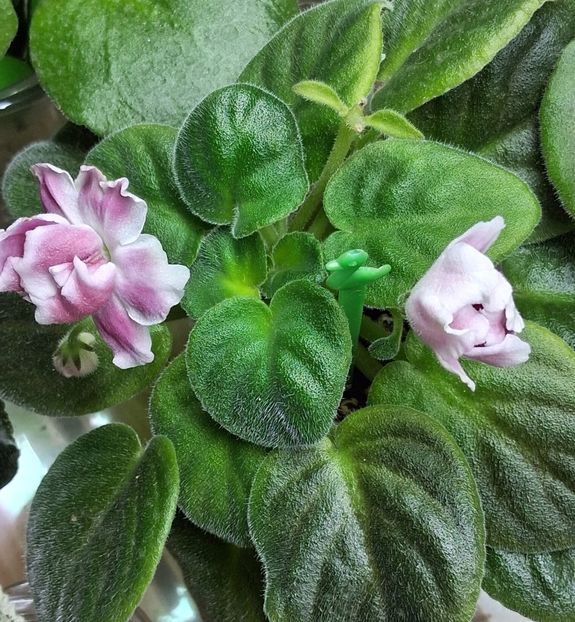  - RM - Volshenbyi Tulpan