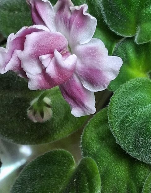  - RM - Volshenbyi Tulpan