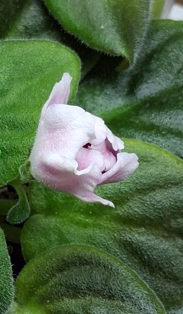  - RM - Volshenbyi Tulpan