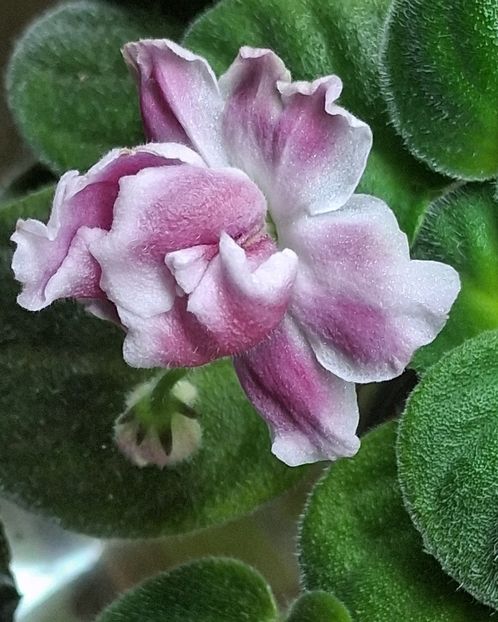  - RM - Volshenbyi Tulpan