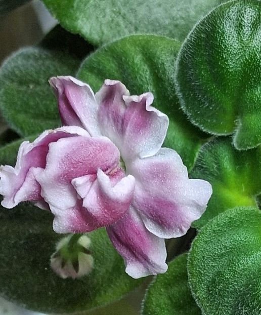  - RM - Volshenbyi Tulpan