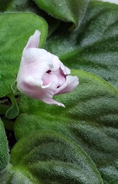  - RM - Volshenbyi Tulpan