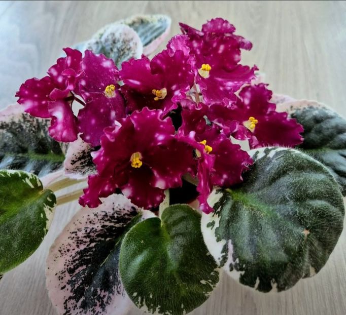 Poza net - Rivermist Zeeva