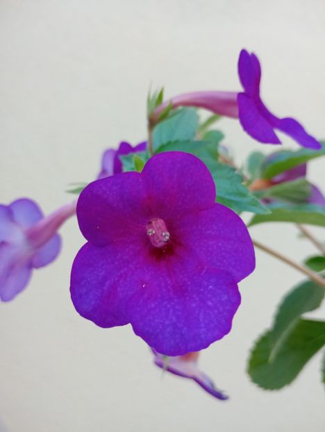  - RFs Mexican Velvet Purple