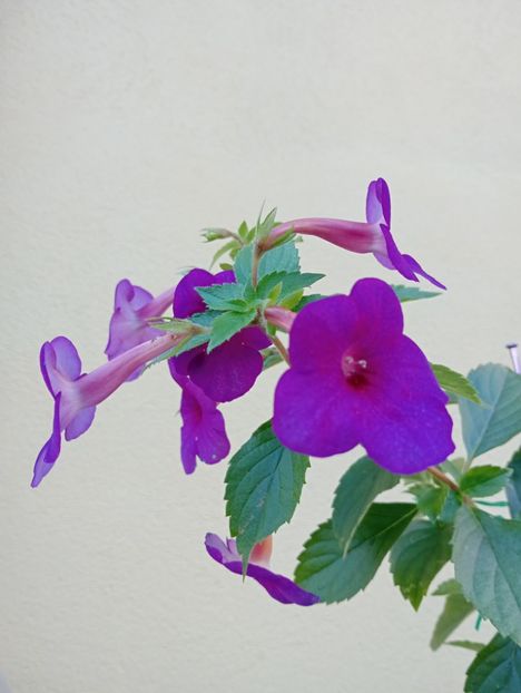  - RFs Mexican Velvet Purple