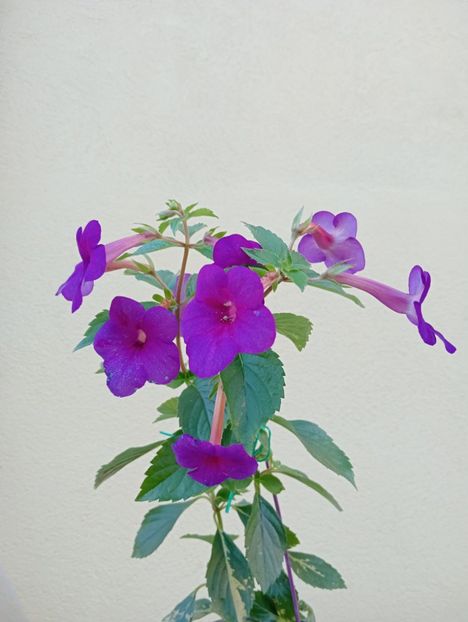  - RFs Mexican Velvet Purple