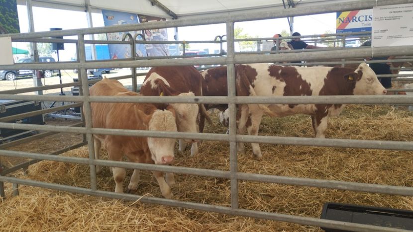  - 40- Expozitie Agromalim Arad 12-14 09 2025