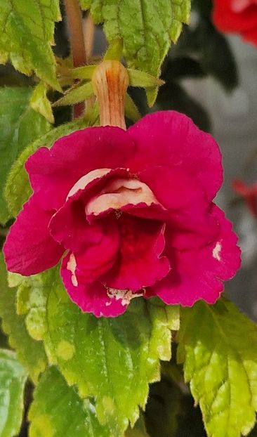 Last Dawn - Achimenes 2025
