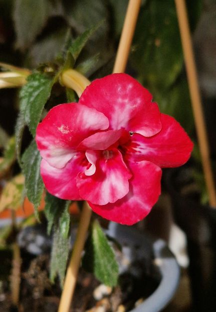 Rebecca Houche - Achimenes 2025