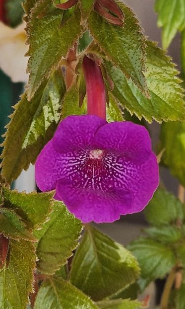 Jennifer Goode - Achimenes 2025
