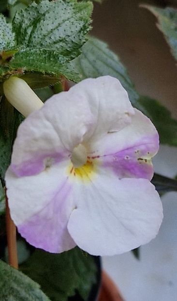 2025 - Humberto Vittorino xA p