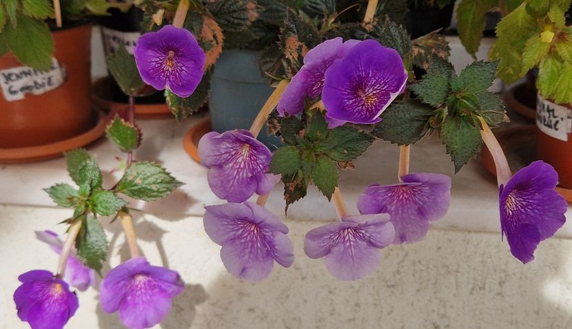  - Serge s Revelation p