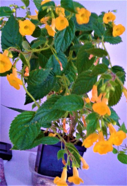 20250914_084255-1 - 0000 ACHIMENES