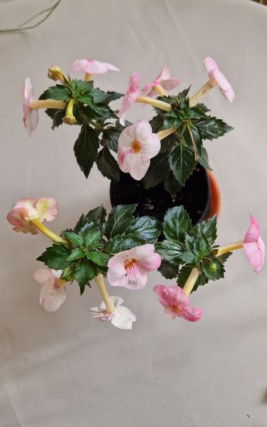  - Christmas Lollipop p