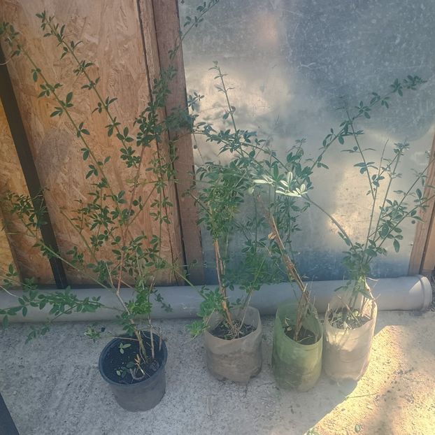 iasomie iarna 25lei - aaPlante ornamentale disponibile