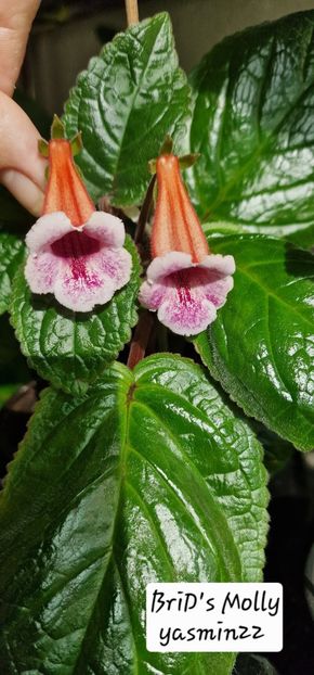 12.09.2025 - Sinningia BriDs Molly