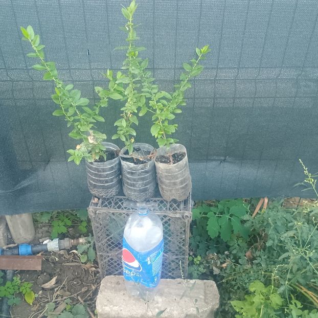 pyracantha portocalie 20lei - aaPlante ornamentale disponibile