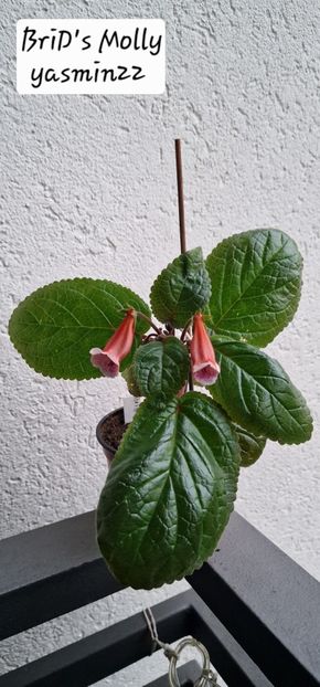  - Sinningia BriDs Molly