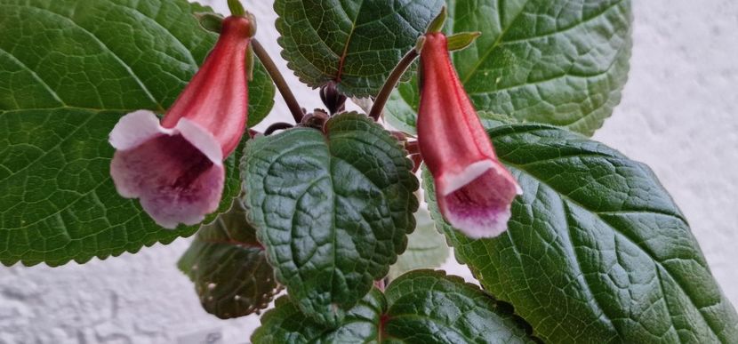  - Sinningia BriDs Molly