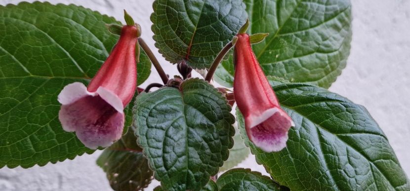  - Sinningia BriDs Molly