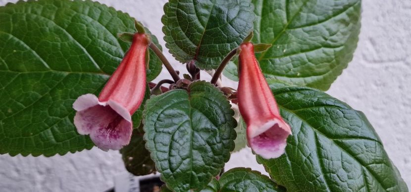  - Sinningia BriDs Molly