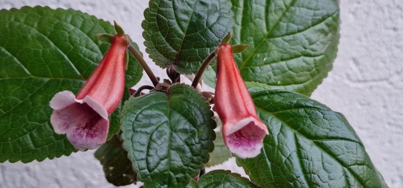  - Sinningia BriDs Molly