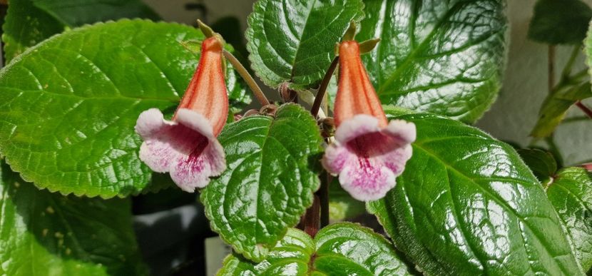  - Sinningia BriDs Molly