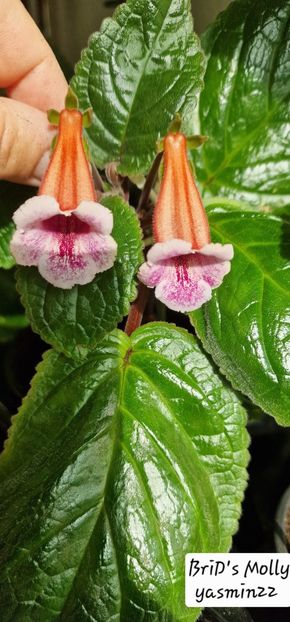  - Sinningia BriDs Molly