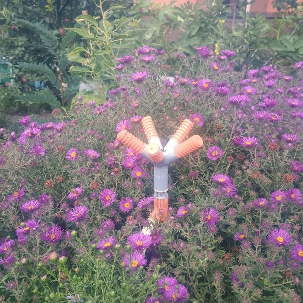  - Gradina flori 2025