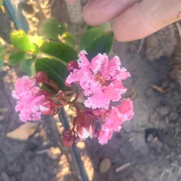 liliac indian Berlingot - arbori ornamentali 2025