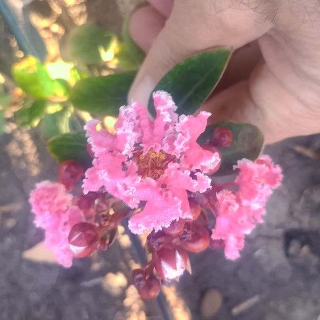  - arbori ornamentali 2025