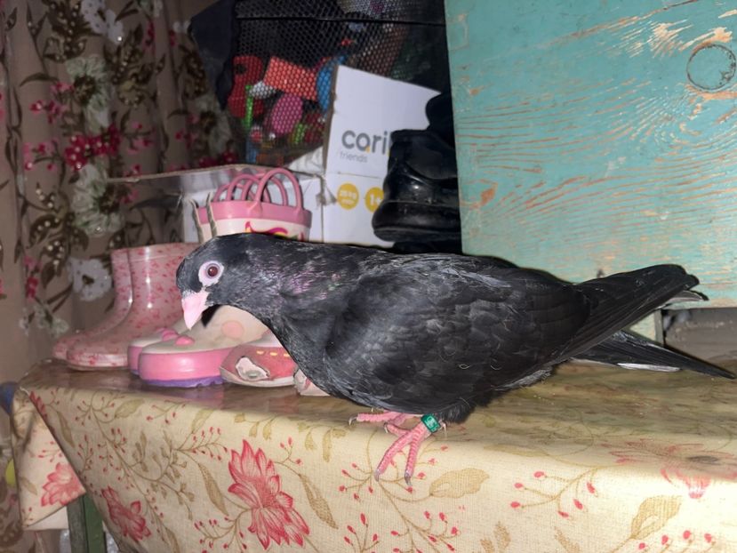 1855/25 - 8-lot zbor 2025