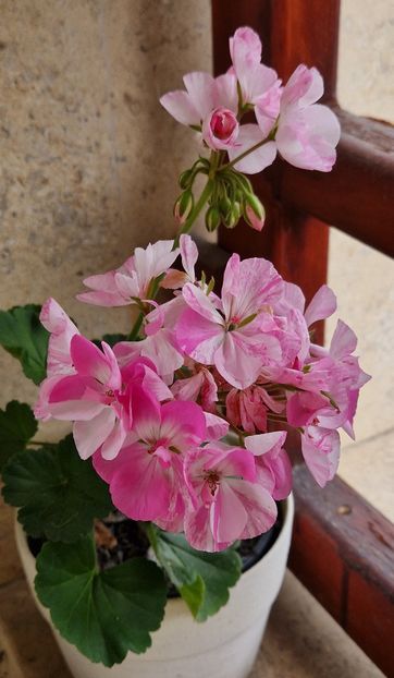 Mosaic pink - Muscate 2025
