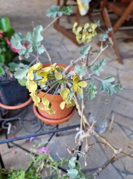 Pelargonium Gibbosum - Muscate 2025