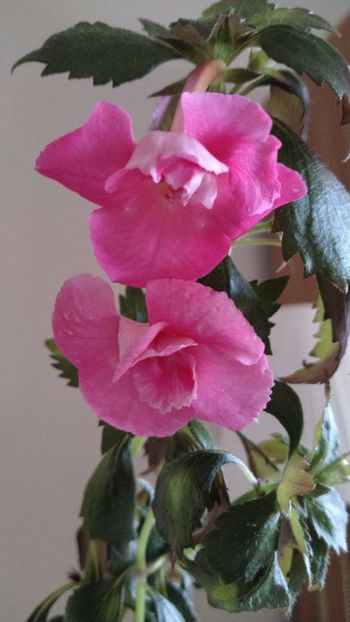  - 2025-BriD s Die Heyms-nu am rizomi