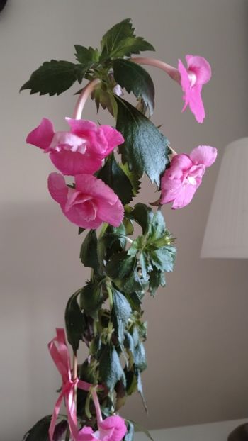  - 2025-BriD s Die Heyms-nu am rizomi