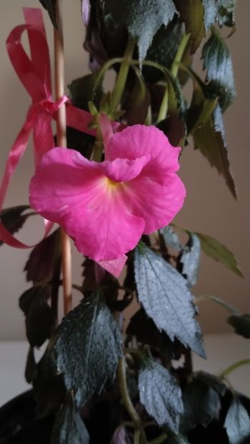  - 2025-BriD s Die Heyms-nu am rizomi