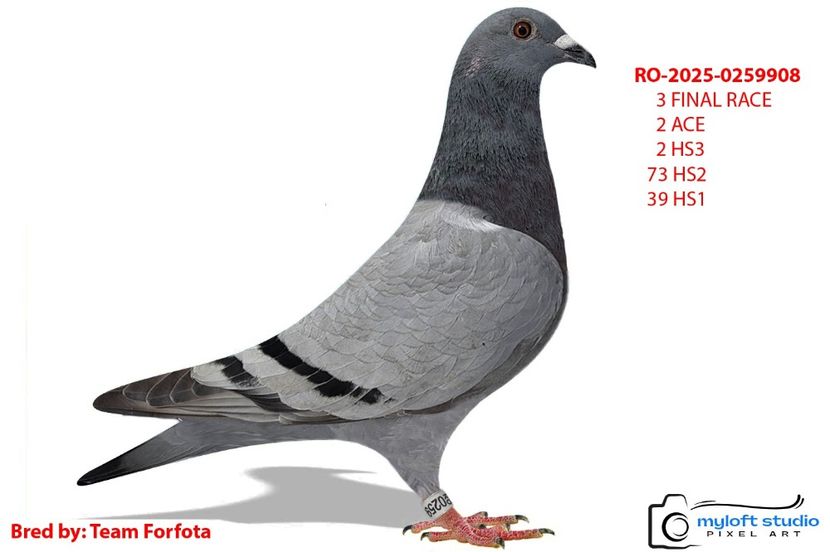 BALONAS-2025 - 3 - Columbodroame