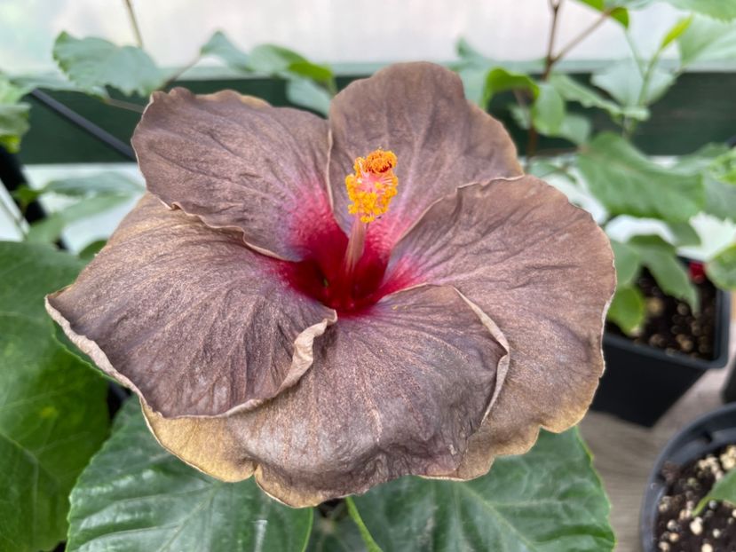  - Teng s black phantom